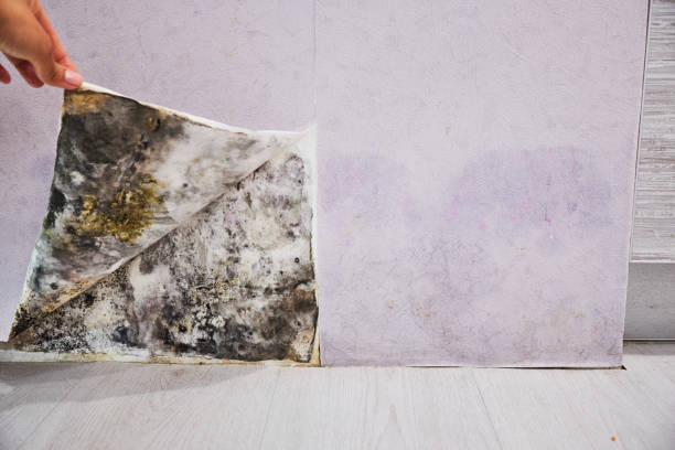 Best Office Mold Removal Services  in Little River, SC